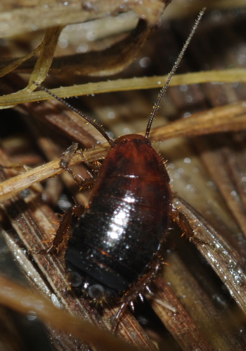 Loboptera decipiens (Germar 1817)